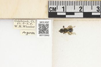 Media type: image;   Entomology 773942 Aspect: Labels